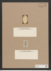 Navicula elliptica var. costata O.M.? (de-Toni-Nr.: Genus 1, Species 298) Zeichnungen Sammlung Grunow Nr. 684 (NHMW-BOT-W0367059)